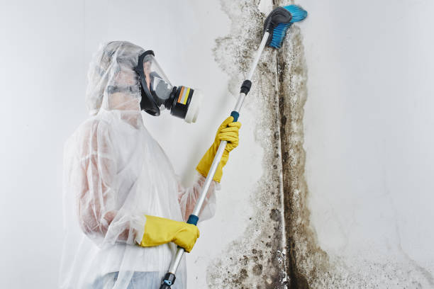 Best Post-Flood Mold Remediation in Rockledge, FL