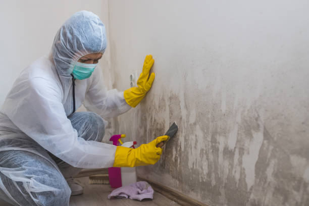 Best White Mold Remediation in Rockledge, FL